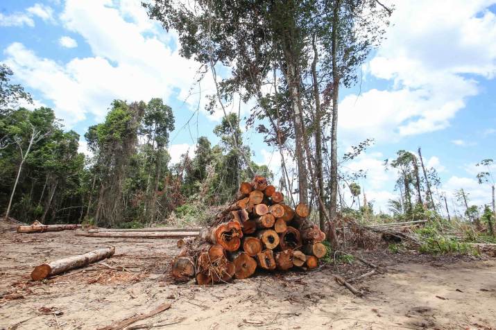 Operação Amazônia Viva combate desmatamento no Pará /