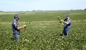 Agrônomos checam lavoura de soja em Cruz Alta (RS)
