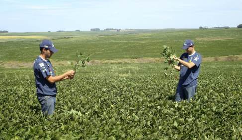 Agrônomos checam lavoura de soja em Cruz Alta (RS)
