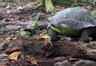Vegetariana, tartaruga é vista comendo filhotes de passarinho pela 1ª vez na natureza