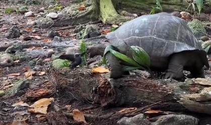 Vegetariana, tartaruga é vista comendo filhotes de passarinho pela 1ª vez na natureza