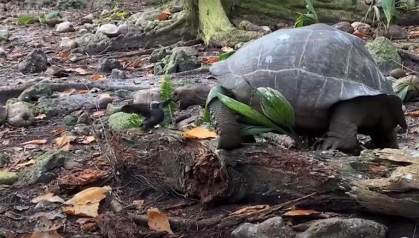 Tartaruga gigante come filhote de andorinha