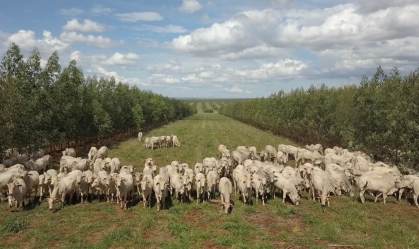 Maior emissor de gases, agro é poupado de mercado de carbono; especialista vê mérito em decisão