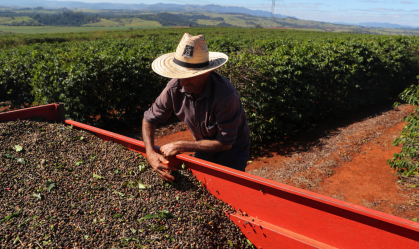 Trabalhador com café colhido de uma plantação em São João da Boa Vista