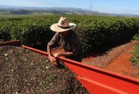 Governo confirma corte de quase metade do orçamento do seguro rural