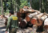 PF mira desmatamento de 4 mil hectares de florestas e prende garimpeiros no MT
