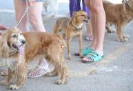 Ser Educacional anuncia compra do Hospital Veterinário DOK