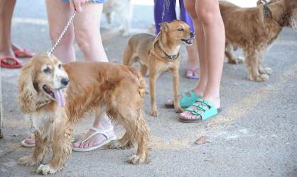 Chance de um animal de estimação transmitir o coronavírus é baixa