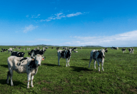 Bactérias encontradas no estômago de vacas podem quebrar o plástico, diz estudo