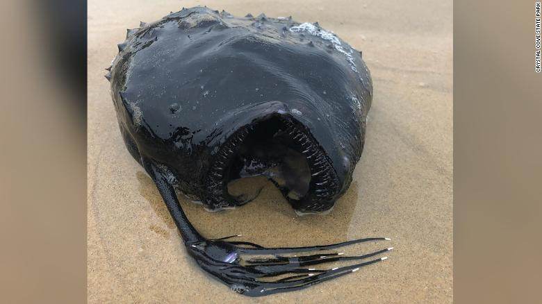 Peixe das profundezas escuras do oceano é encontrado em praia dos EUA