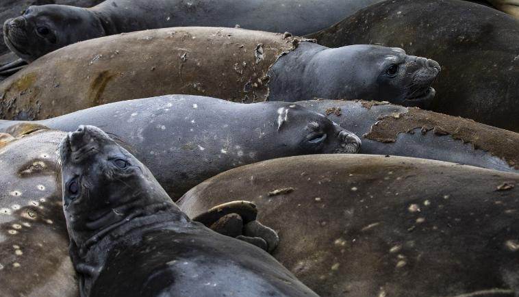 focas; antártica focas; antártica