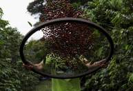 Preço do café sobe quase 35% em um ano; clima e dólar impulsionam alta