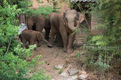 Elefantes percorrem vilarejo no distrito de Hongta, na China