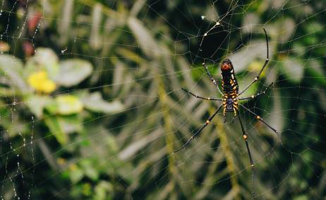 Teia de aranha