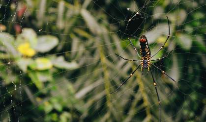 Como é o “rock das aranhas” que pode ajudar até a melhorar impressoras 3D
