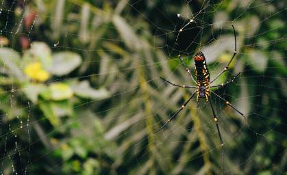 Teia de aranha