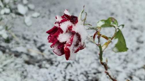 Neve no Vale do Cruzeiro, em São Joaquim, na serra catarinense