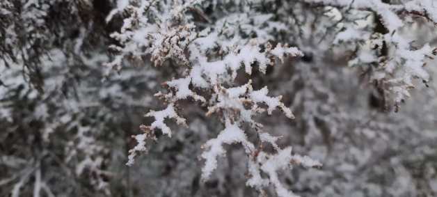 Árvore coberta de neve em São Joaquim