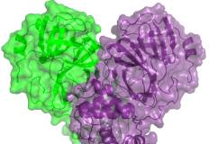 Estrutura da proteína do coronavírus