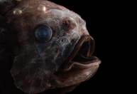 Zona crepuscular: parte misteriosa do oceano guarda criaturas raras e estranhas
