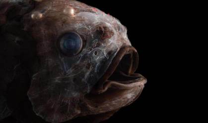 Zona crepuscular: parte misteriosa do oceano guarda criaturas raras e estranhas