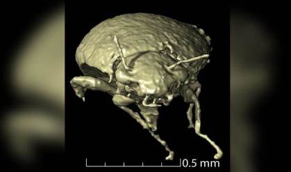 Triamyxa coprolithica