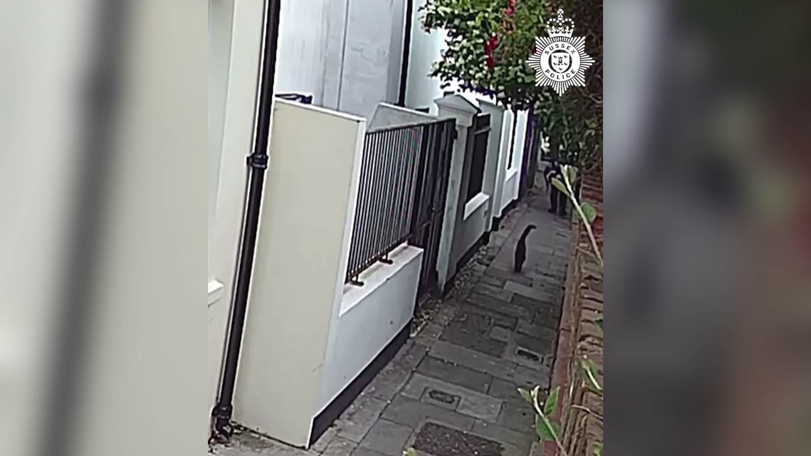 Gato Hendrix pouco antes de ser esfaqueado