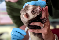 Dezenas de animais recebem vacina experimental contra a Covid-19 nos EUA