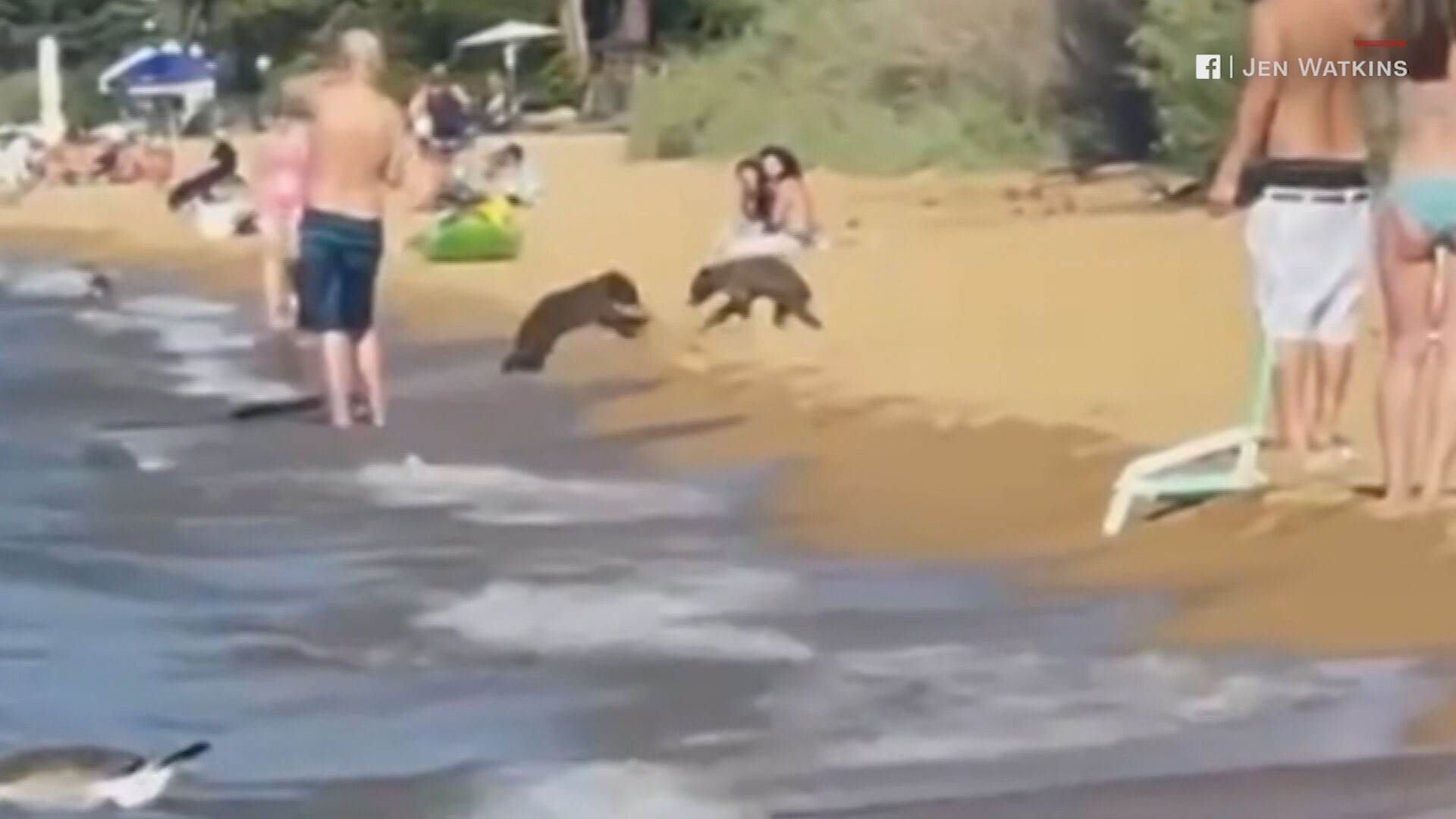 Família de ursos brincou a vontade em lago dos Estados Unidos durante feriado