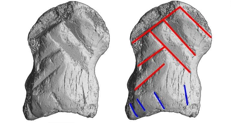 Falange de cervo decorado por neandertais Falange de cervo decorado por neandertais