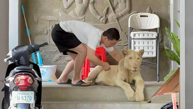 Leão foi criado em casa na capital do Camboja, Phnom Penh / Wildlife Alliance.