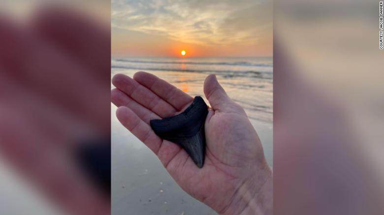 Dente de megalodonte encontrado por homem na Flórida