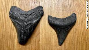 Os dois dentes de megalodonte encontrados por Jacob Danner Os dois dentes de megalodonte encontrados por Jacob Danner