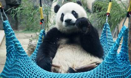 “Diplomacia do panda”: China enviará dois animais da espécie para Austrália