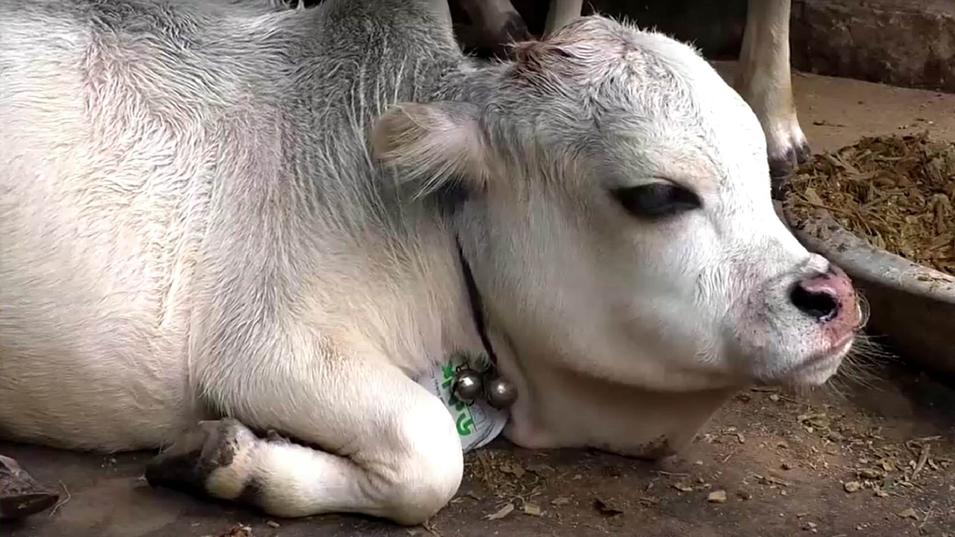 Vaca anã em Bangladesh