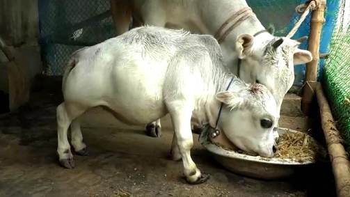 Vaca anã em Bangladesh
