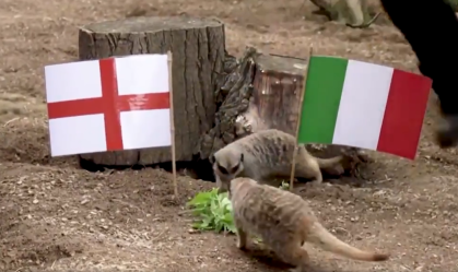 Suricatos do zoológico de Londres (10-07-2021)