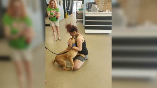Animal perdido se reune com dona
