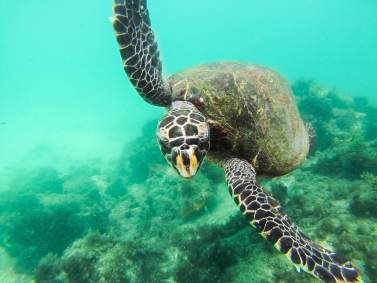 Tartarugas, Rj, Brasil