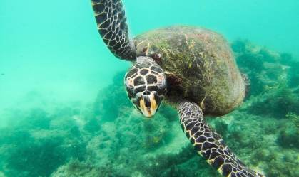 Tartarugas, Rj, Brasil