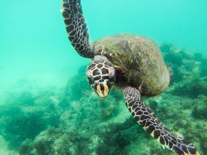 Tartarugas, Rj, Brasil