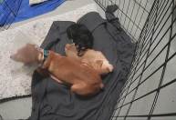 Pandemia faz disparar abandono de animais de estimação pelo mundo
