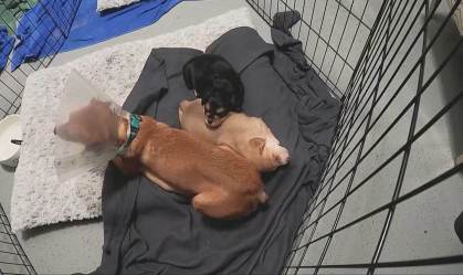 Pandemia faz disparar abandono de animais de estimação pelo mundo (11.Jul.2021)