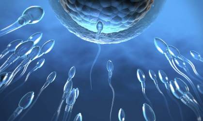 Número de espermatozoides pode estar diminuindo no mundo, diz estudo