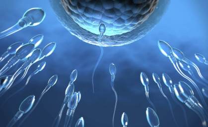 Espermatozoides/Getty Images