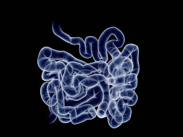 Representação artística do intestino