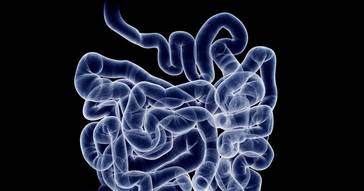 Perda de microbiota faz células do intestino mudarem de função, diz estudo