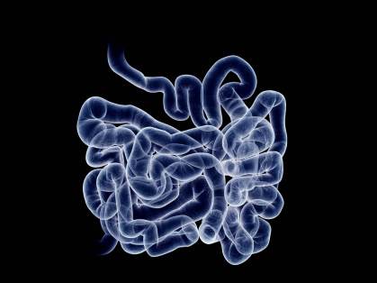 Representação artística do intestino