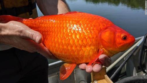 Peixe dourado
