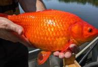 EUA: Peixe dourado do tamanho de bola de futebol americano é encontrado em lago